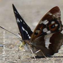 Schmetterlingsexkursion | Naturerlebnisse Stefan Leiding