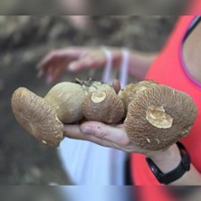 Einstieg in die Welt der Pilze - Pilzwanderung f&uuml;r Einsteiger