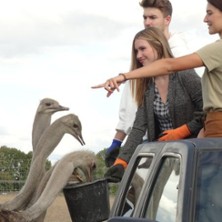 mit dem Vogel Strau&szlig; auf Safari | Strau&szlig;enland Nedlitz